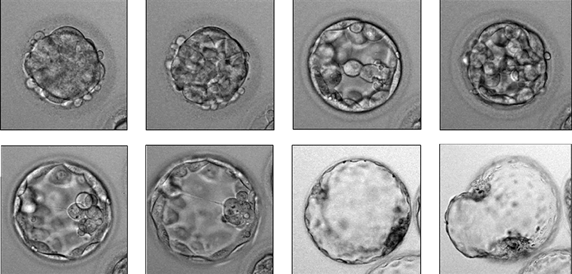 Time-lapse images showing an early embryo developing (PA)