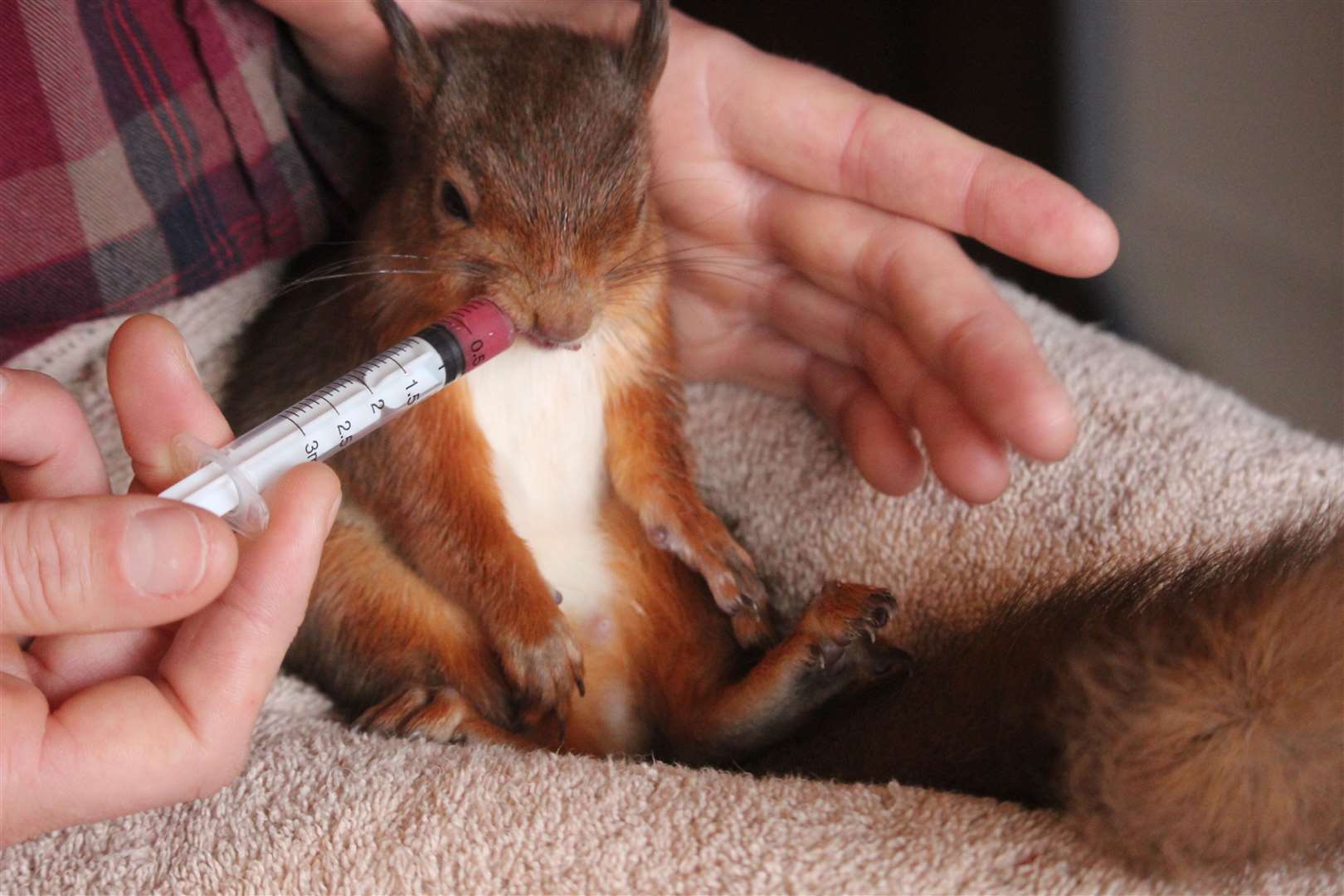 Squirrel being fed its milk.