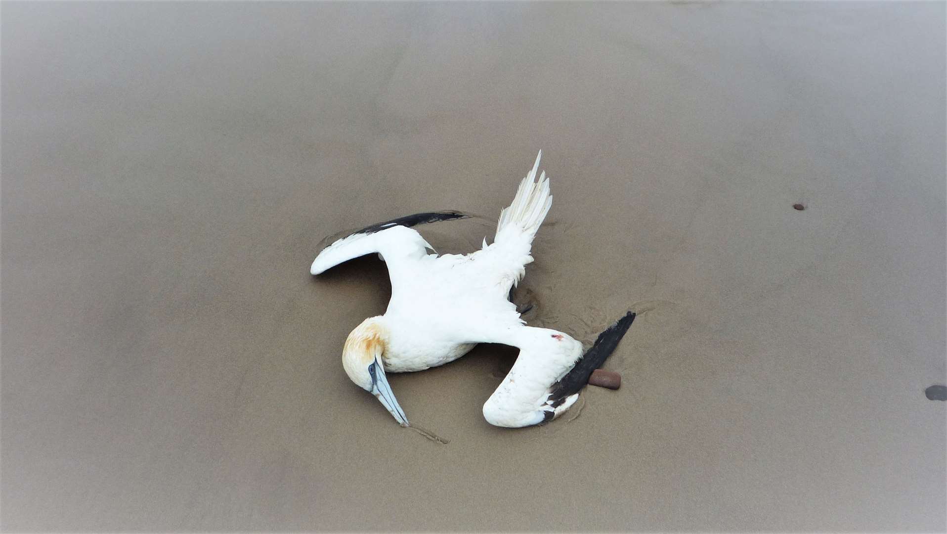 Dead birds have been found washed ashore on beaches across the north. Picture: DSG