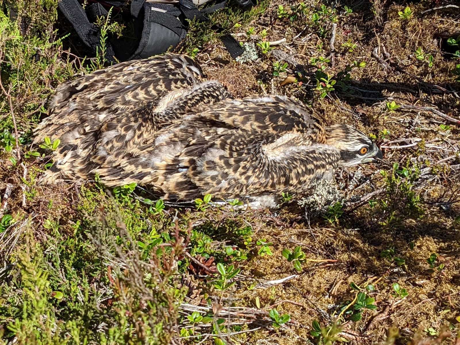 Both osprey chicks on ground prior to ringing. RSPB Scotland