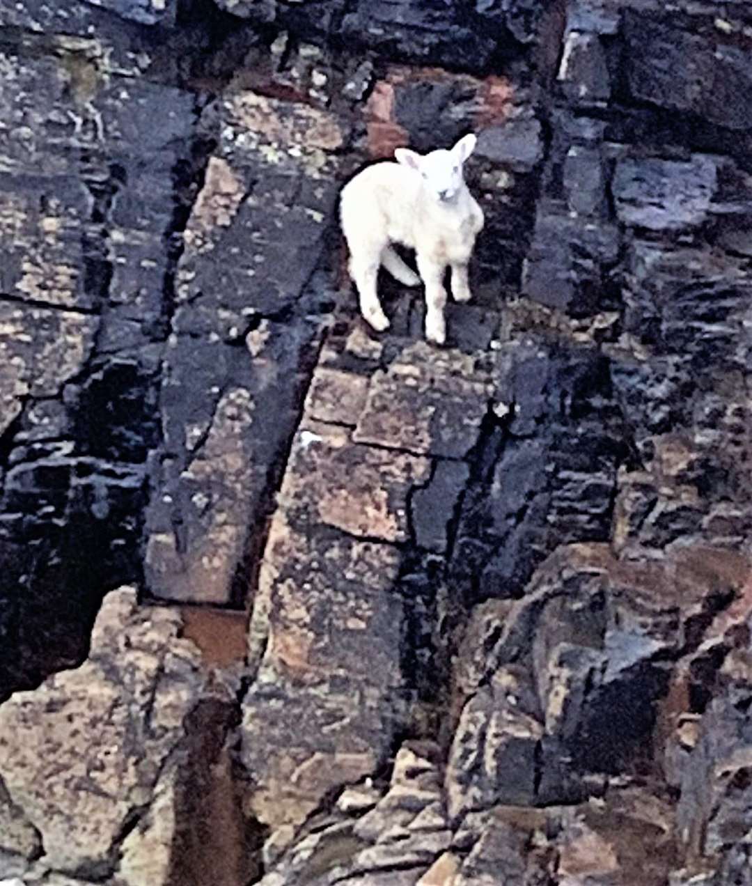 The lamb was trapped on a cliff ledge until the two woman managed to save it.