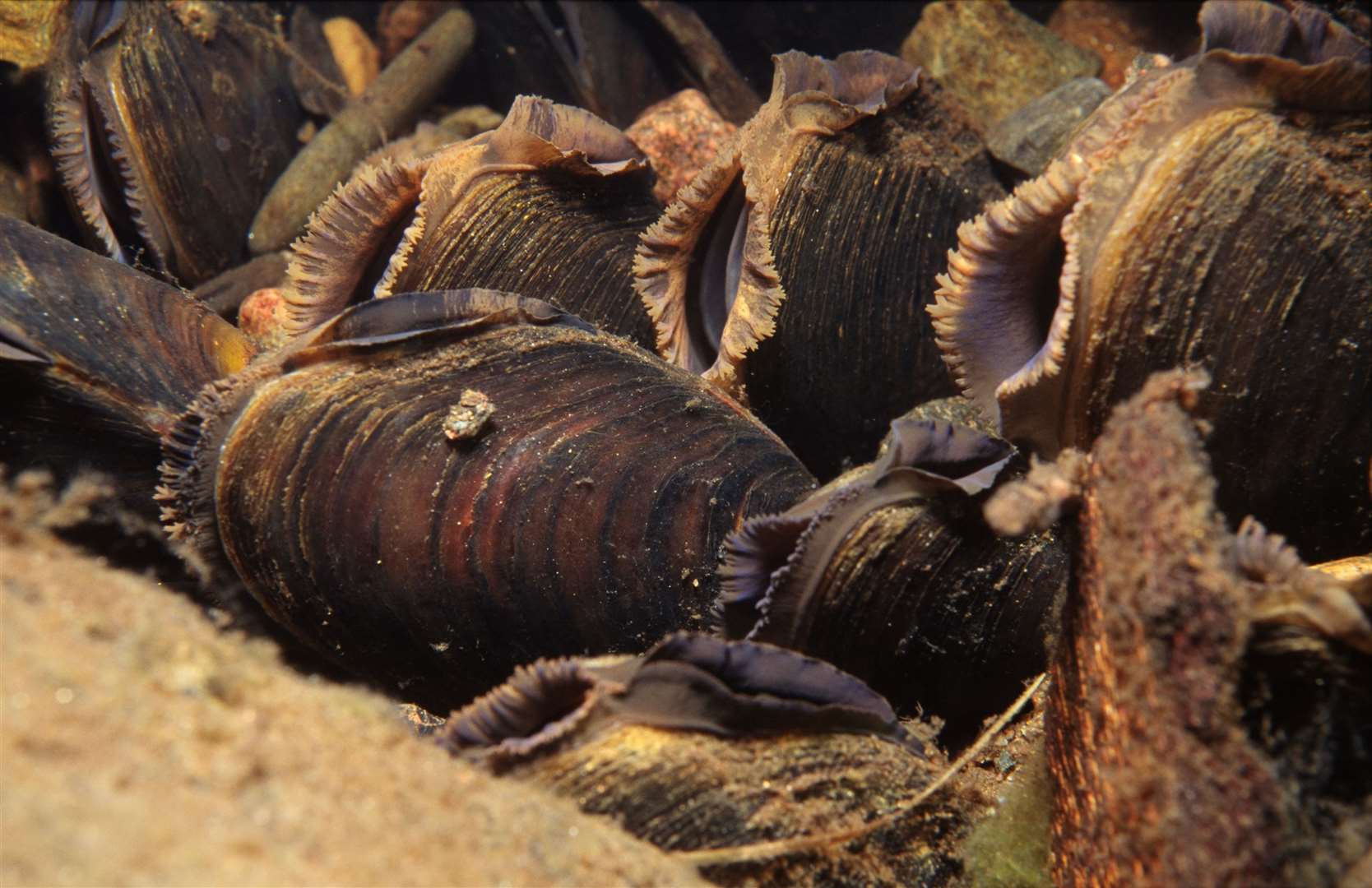 Freshwater Pearl Mussels feeding. Picture: ©Sue Scott/SNH
