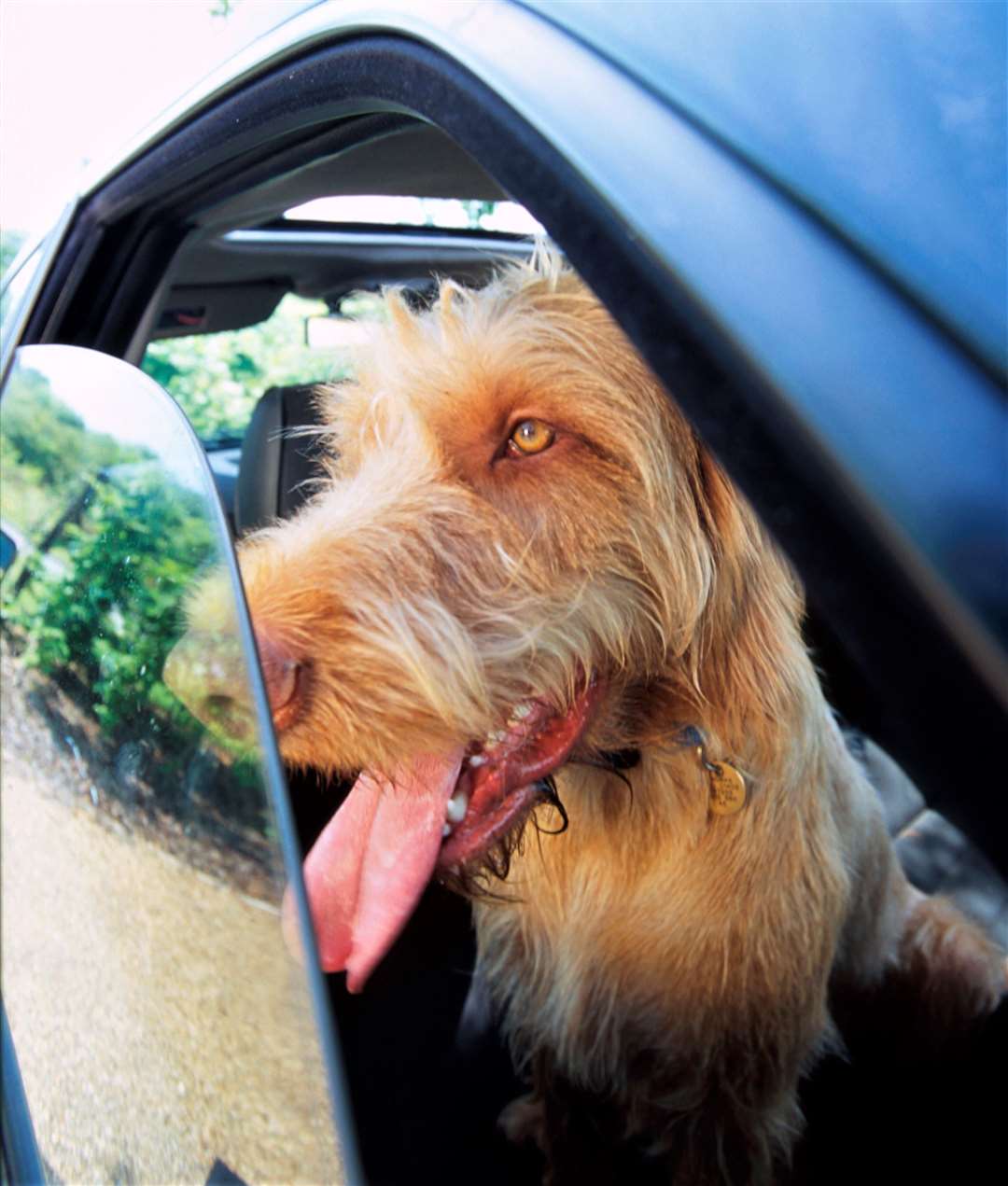 Hungarian Wire-haired Vizsla panting in a car with the window open. Picture:Andrew Forsyth/RSPCA