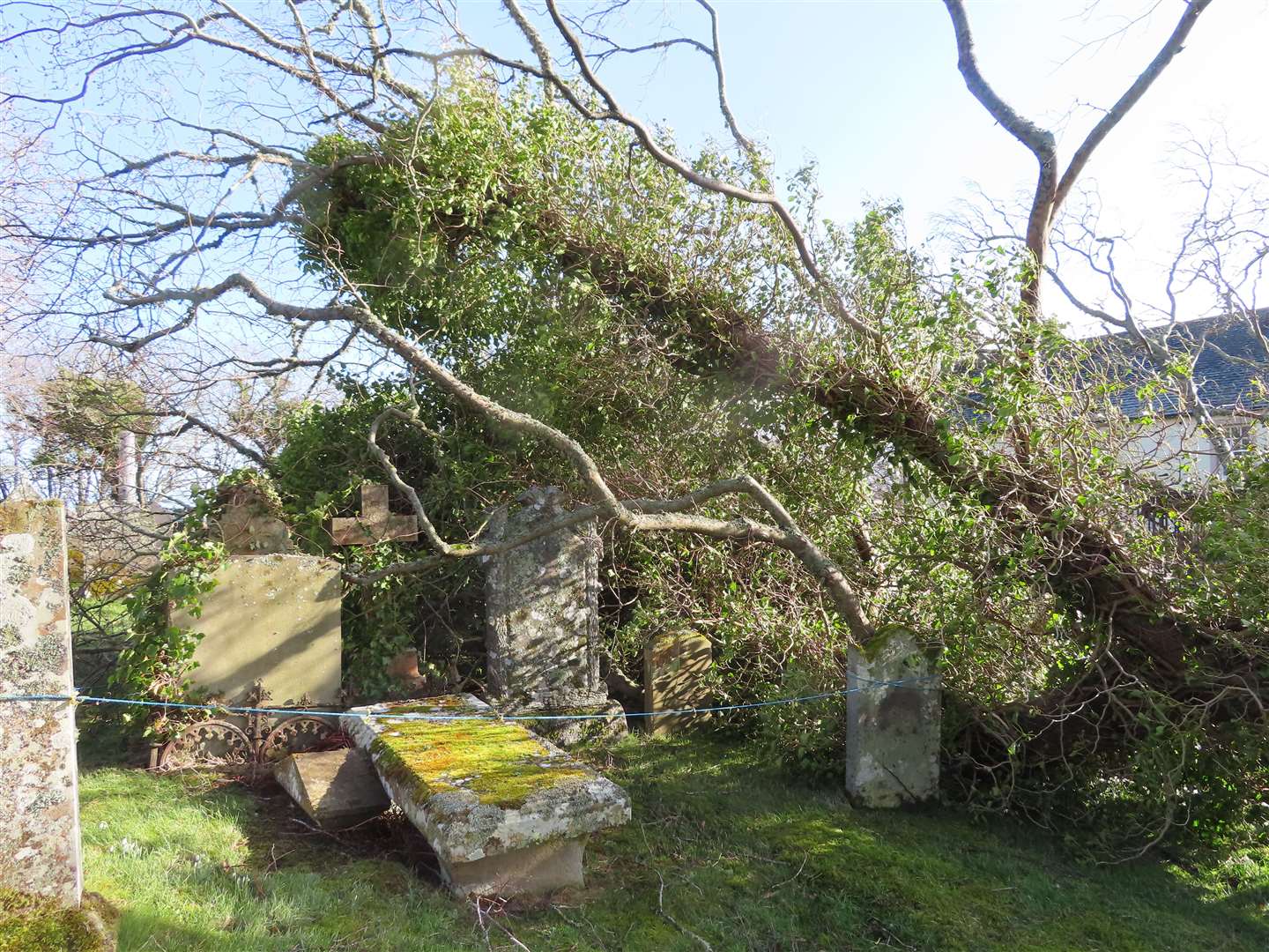 An elm ended up leaning against the cemetery wall and later toppled over.