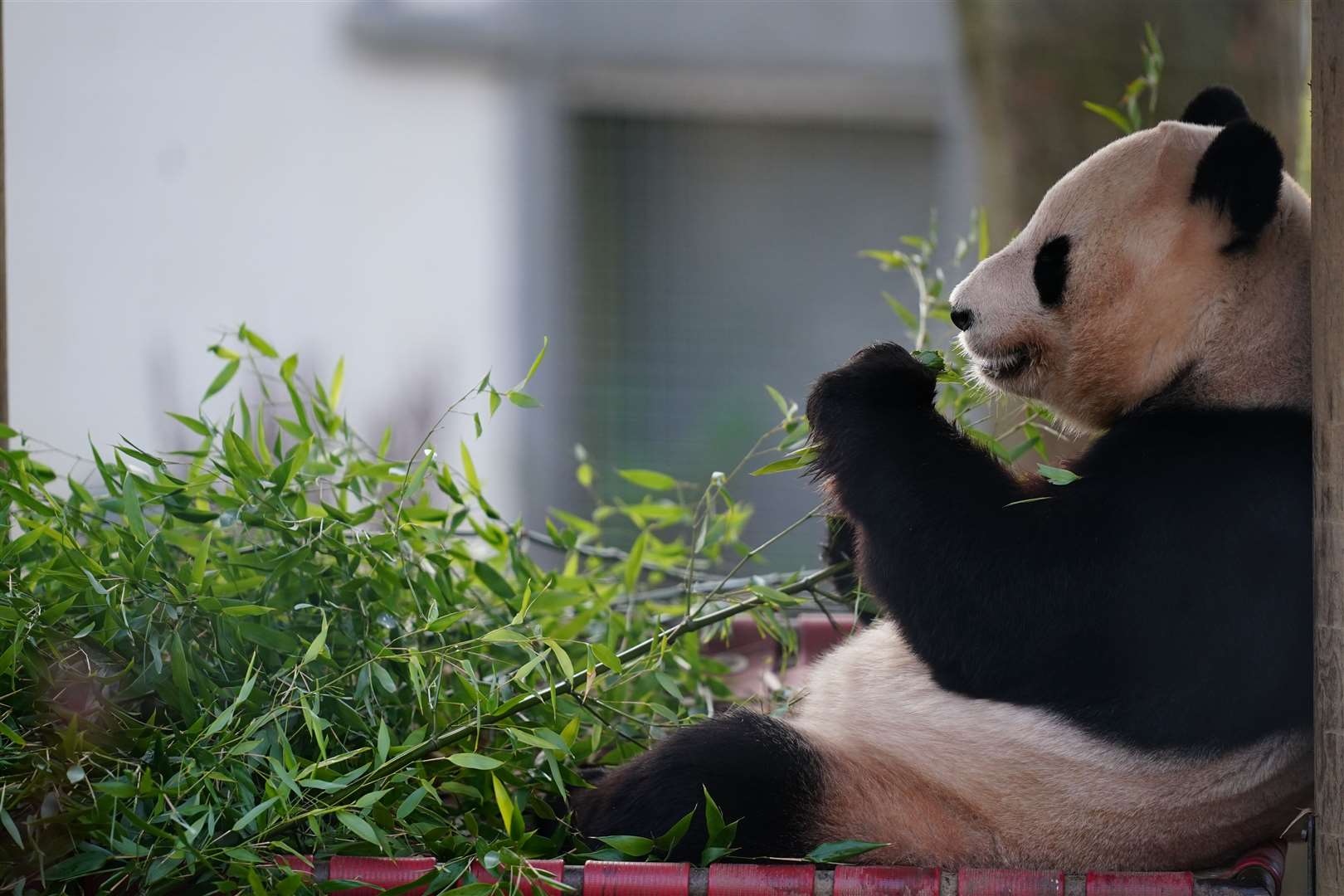 Giant panda Yang Guang spent 12 years at Edinburgh Zoo (Jane Barlow/PA)