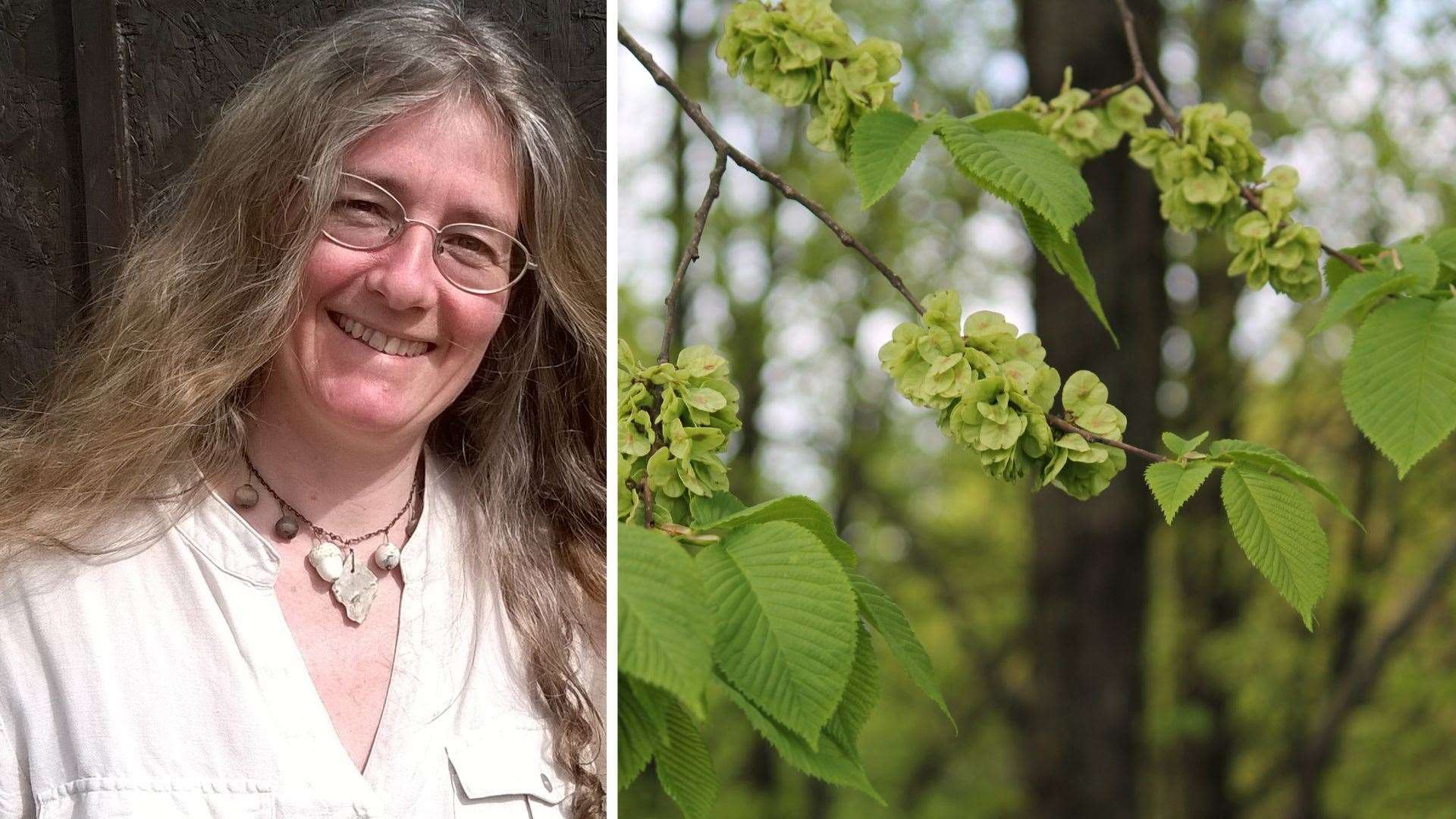 Dr Mandy Haggith is raising awareness of Assynt's endangered wych elm trees.