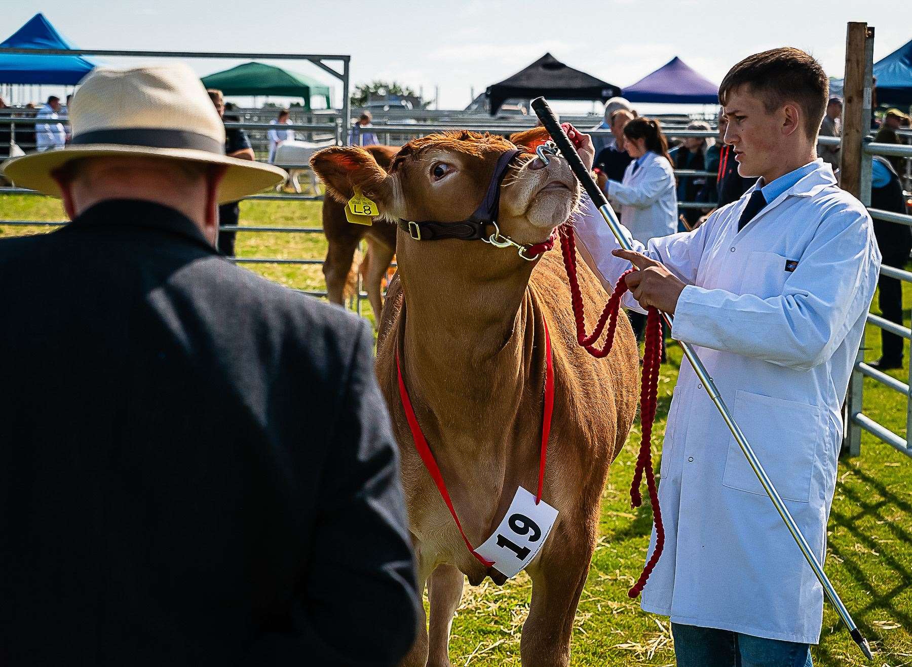 Cattle Judging. Photo: East Sutherland Camera Club