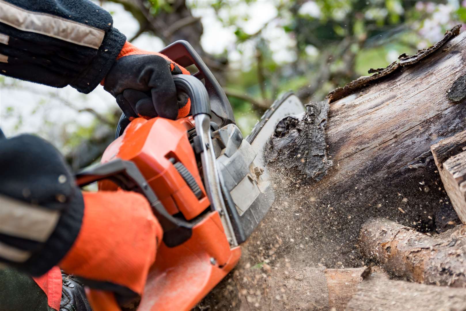 Chainsaws will be used to remove non-conifer regeneration at Invershin Forest.