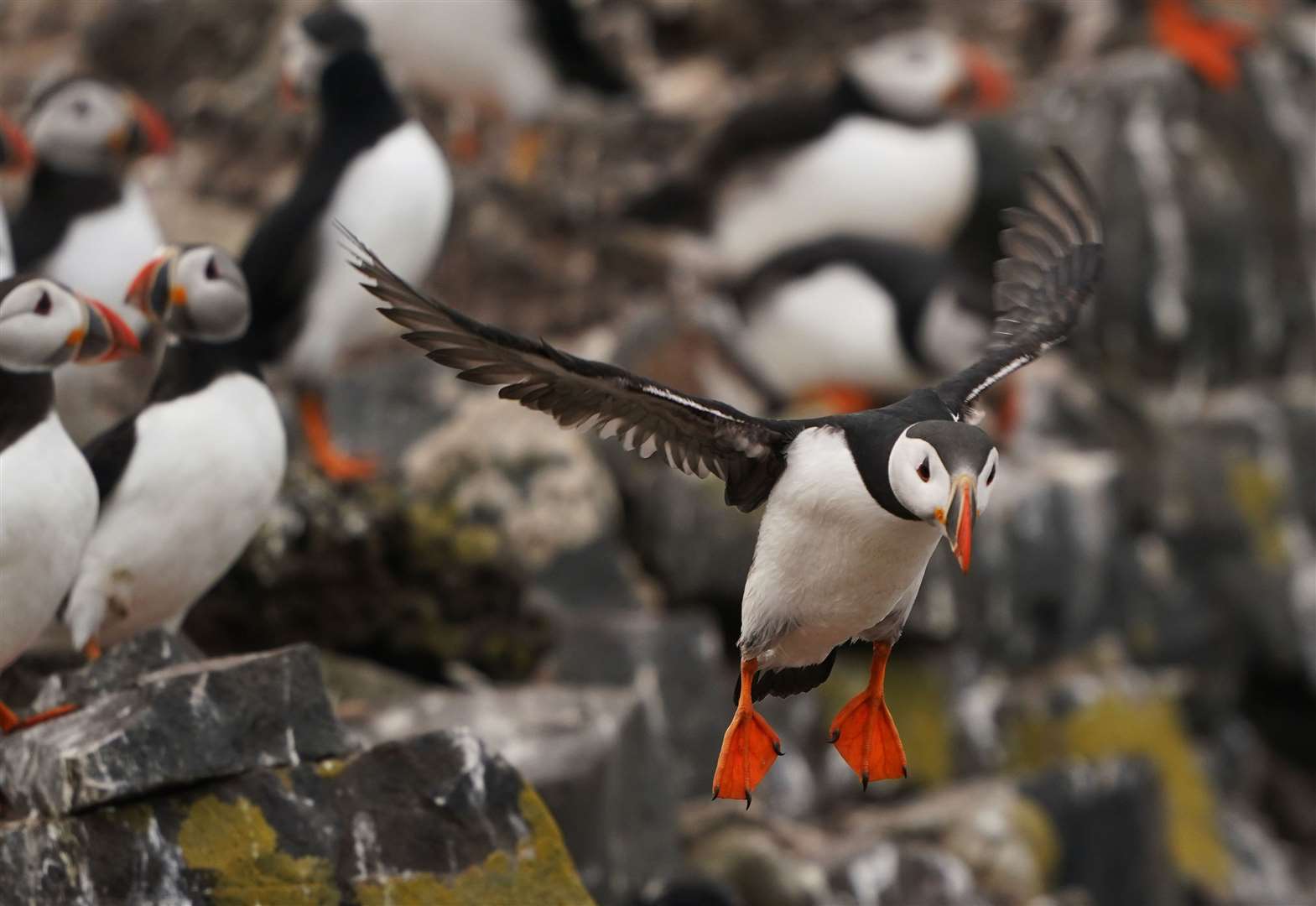 National Trust staff undertook the annual puffin census on the Farne Islands in Northumberland (Owen Humphreys/PA)