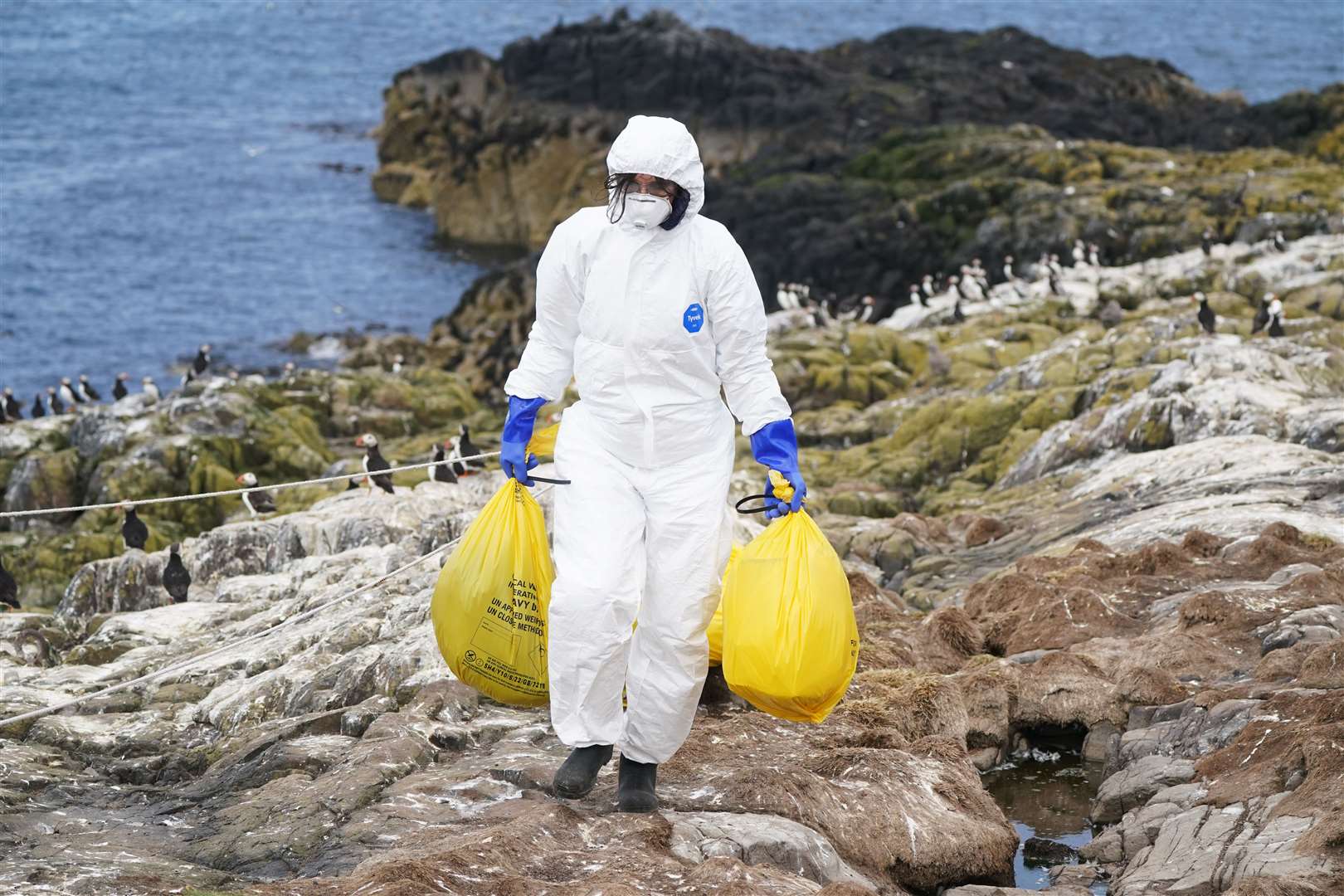 A National Trust ranger clearing birds killed by bird flu on the Farne Islands in July (Owen Humphreys/PA)