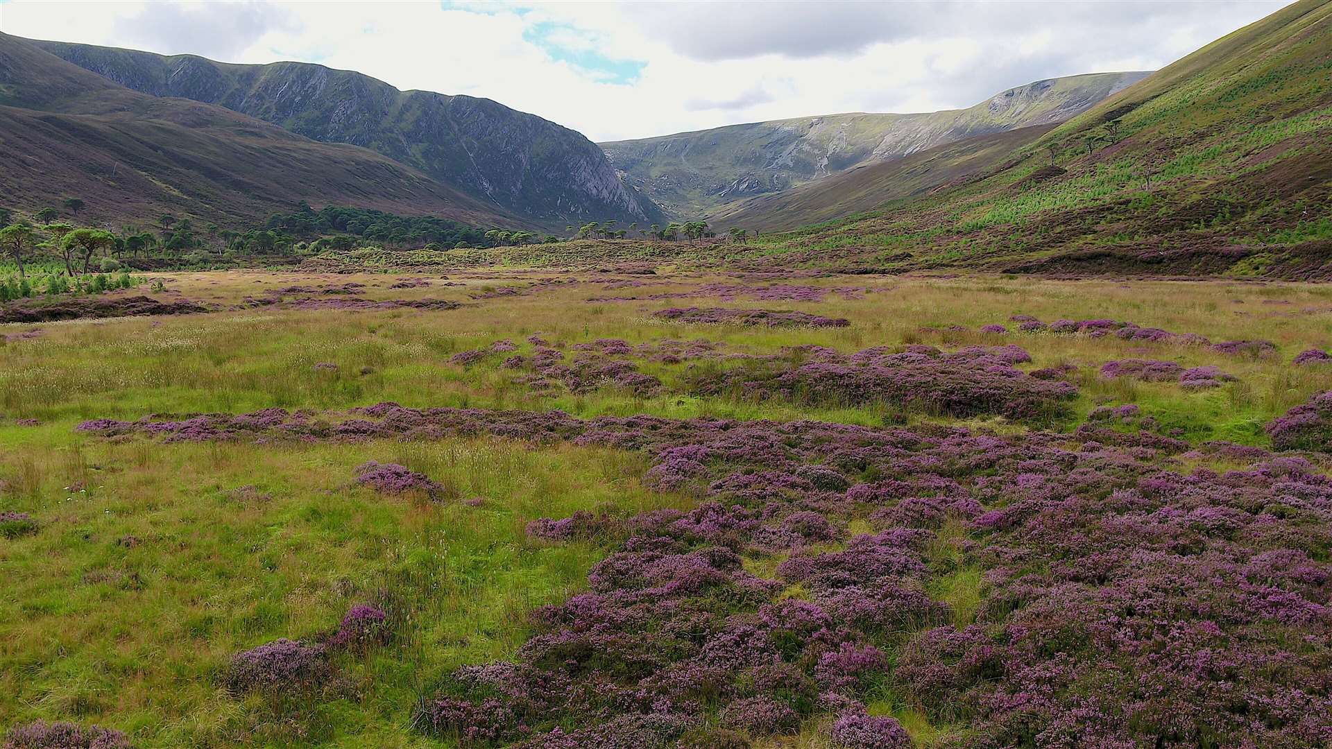 Historic climate change, together with forest clearance for agriculture, has led to a decline in woodland in Scotland. Photo: Norman Strachan