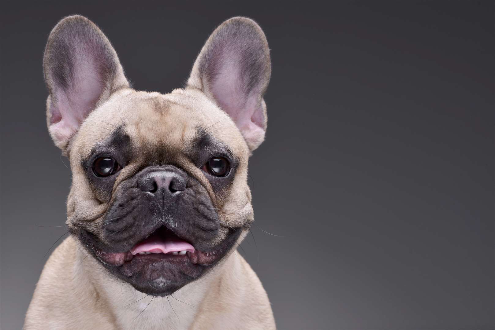 French bulldogs are now Britain's favourite breed.