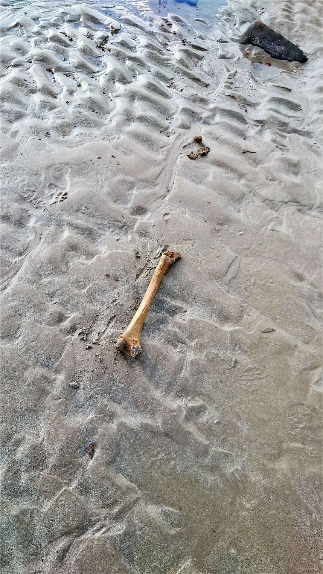 The 'human' bone in situ at Dunnet beach. Picture: Martin Gauer
