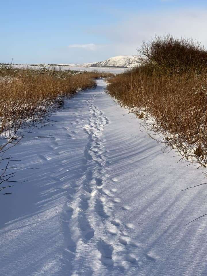 Tracks in the snow on the old rail path near Loch Fleet. Photo: Debbie Ross