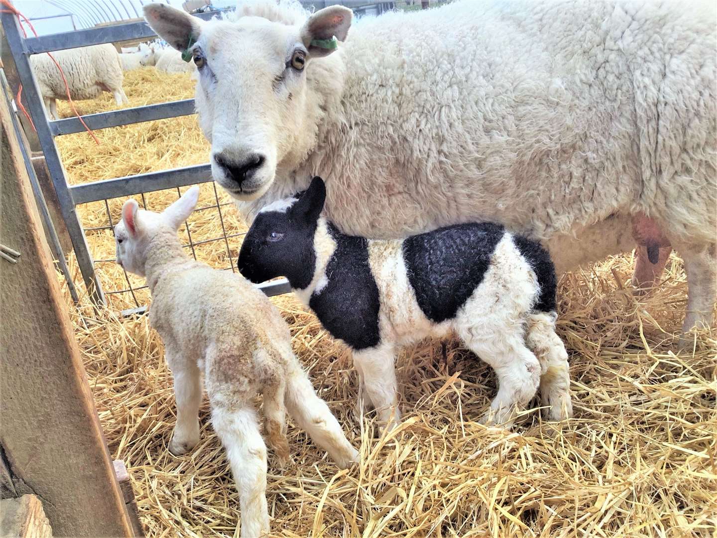 The lamb looks very different from his mother and sibling.