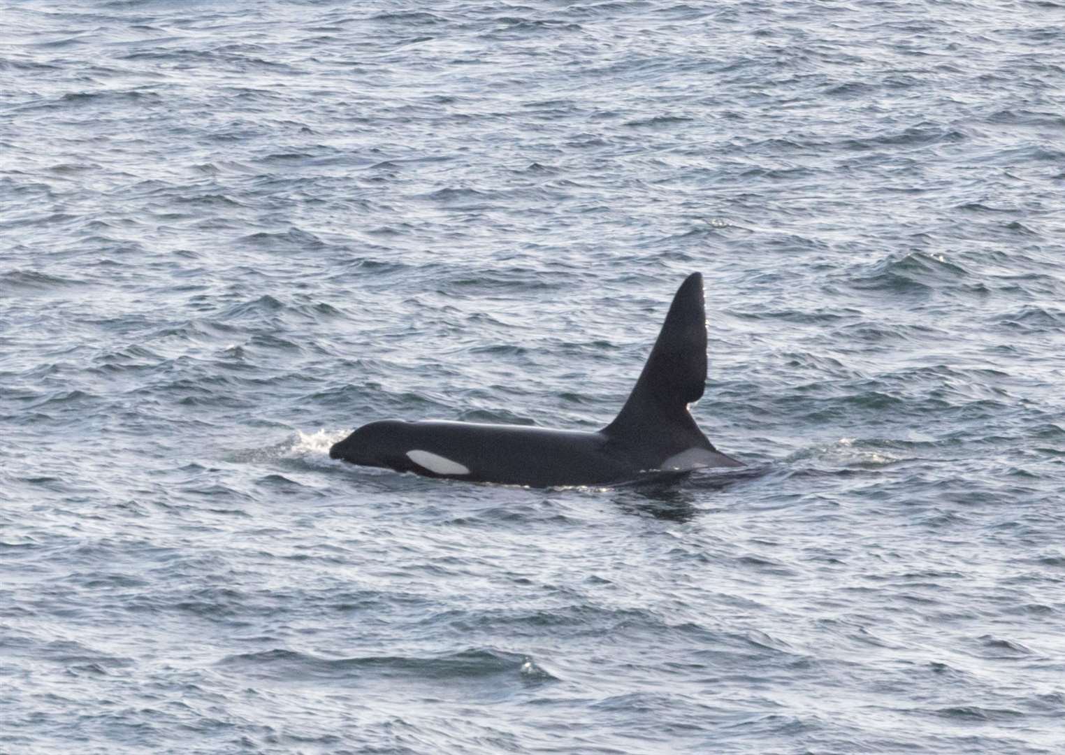 West coast orca John Coe photographed from Sarclet on Thursday. Picture: Karen Munro