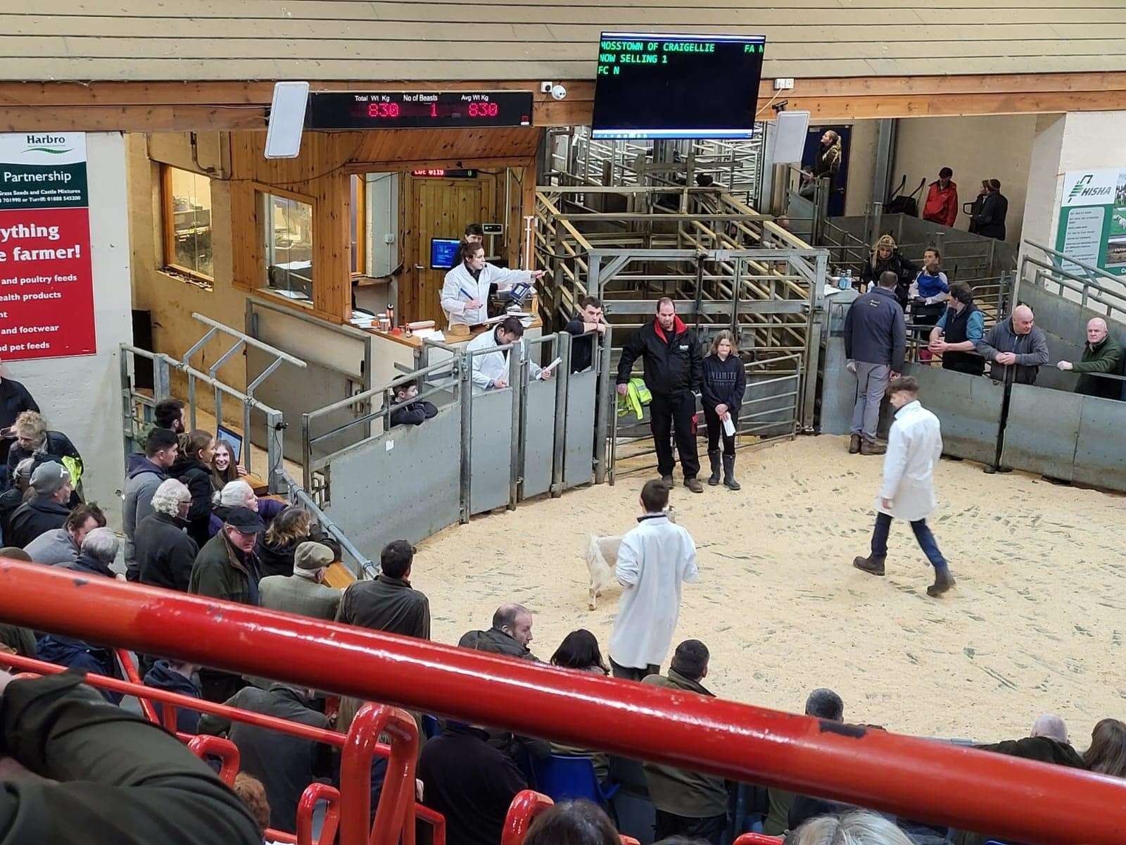 There was some solid trade reported at the mart. Picture: Dingwall and Highland Marts