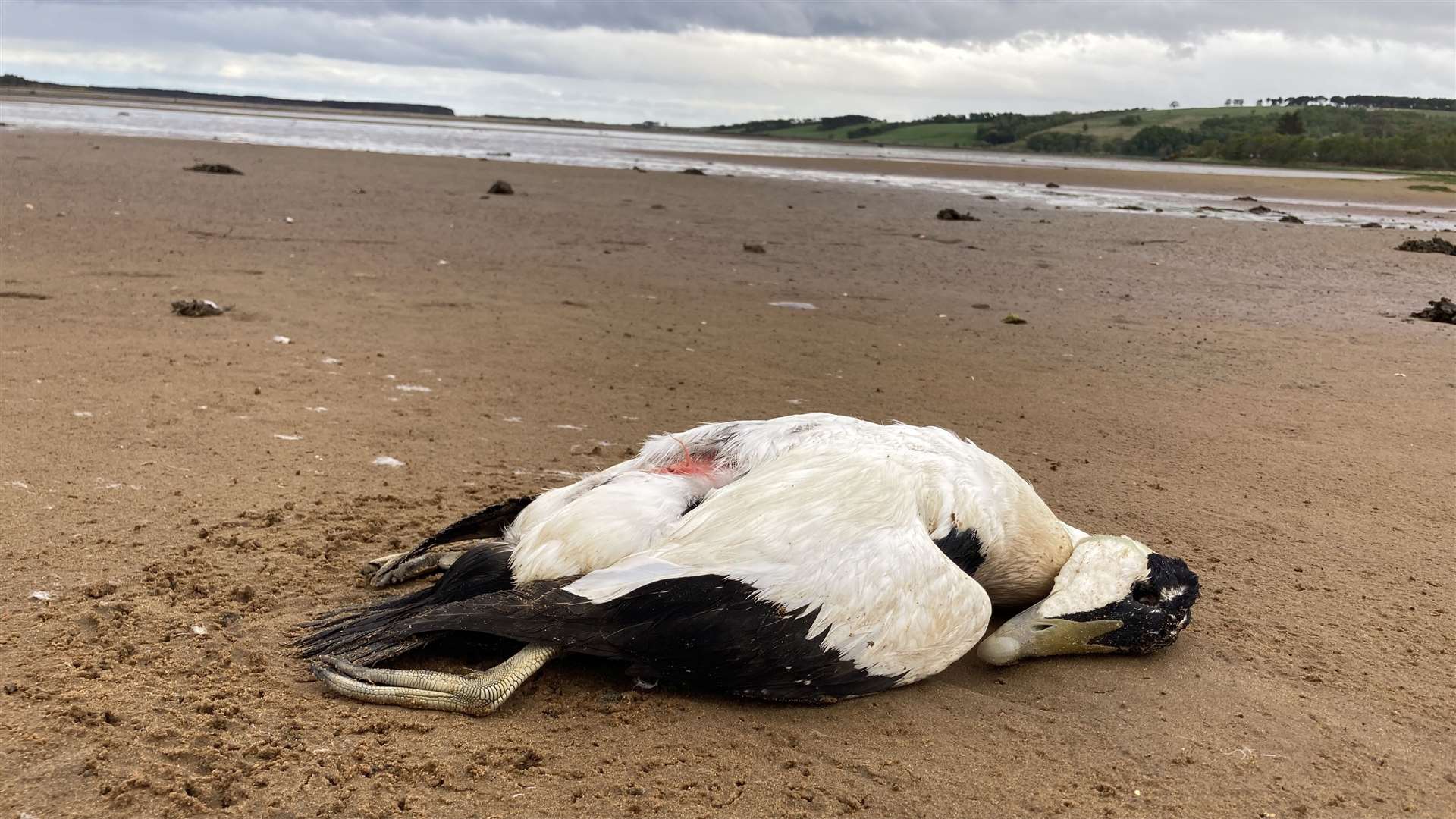 Eider ducks are among 20 different species of bird carcasses to have been discovered at Loch Fleet.