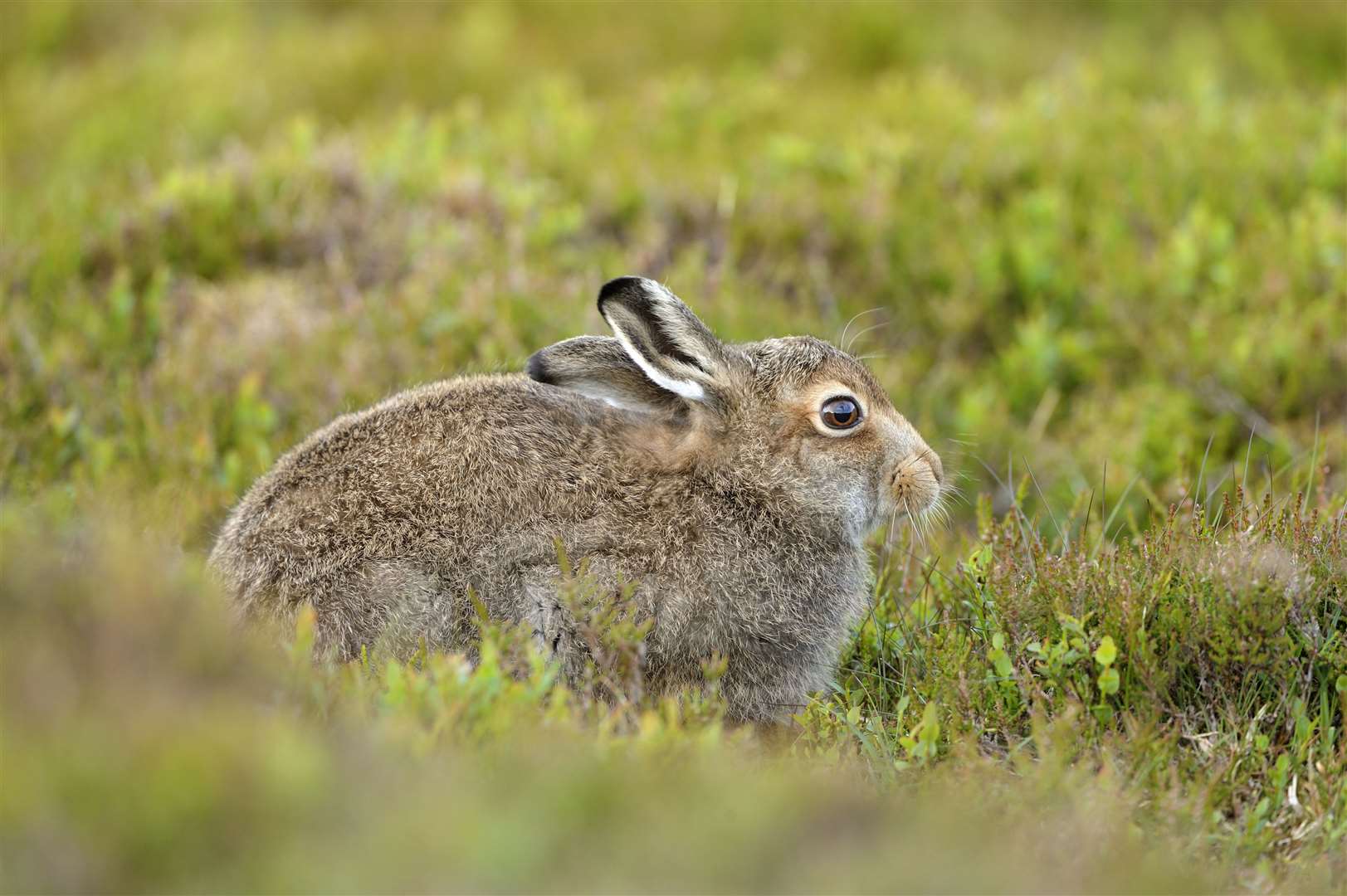 Mountain hare, Lepus timidus, in its summer coat. ©Lorne Gill