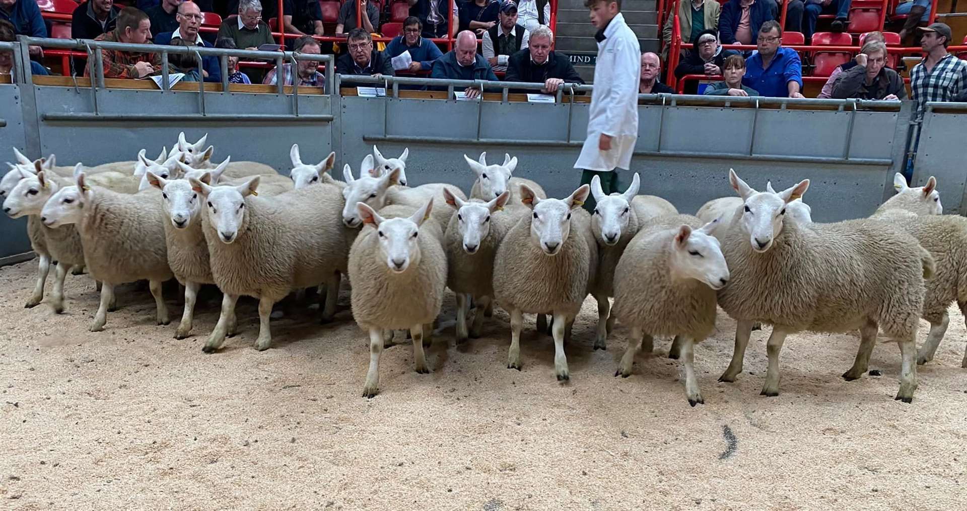 Trade 'hit the peaks' at the annual sale. Picture: Dingwall and Highland Marts
