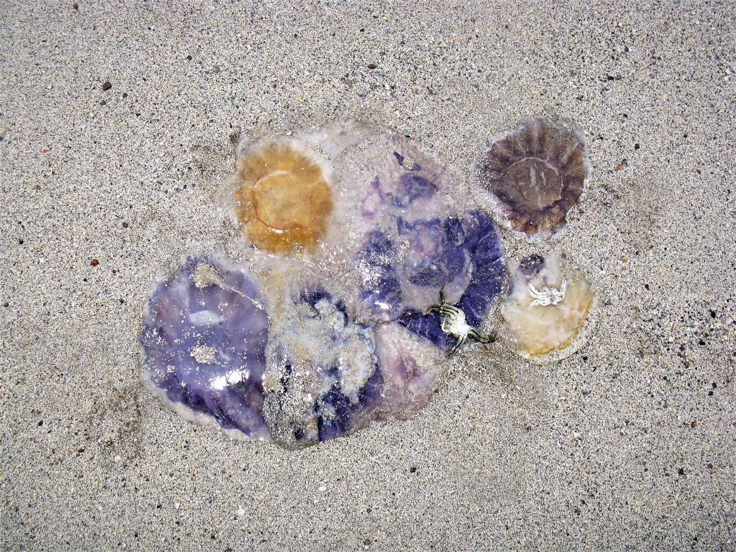 Several different species of the sea creatures on Reiss beach.