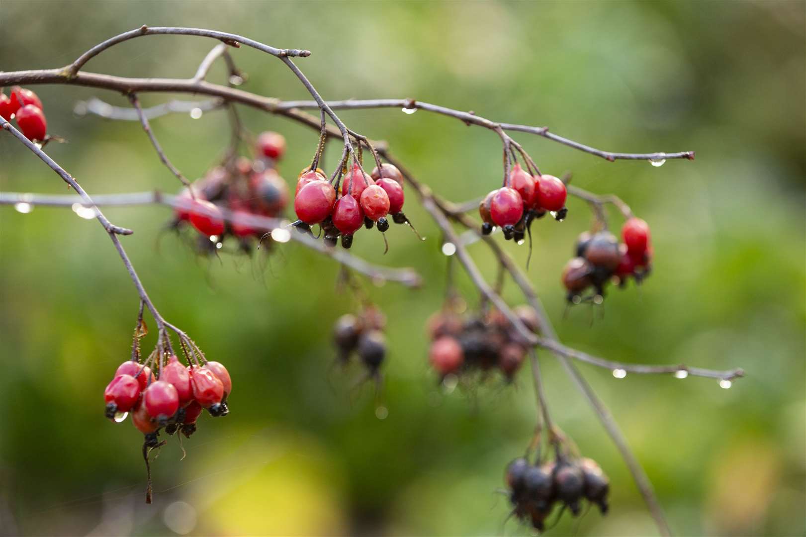 A good year for berries at Mottisfont, Hampshire (James Dobson/National Trust/PA)