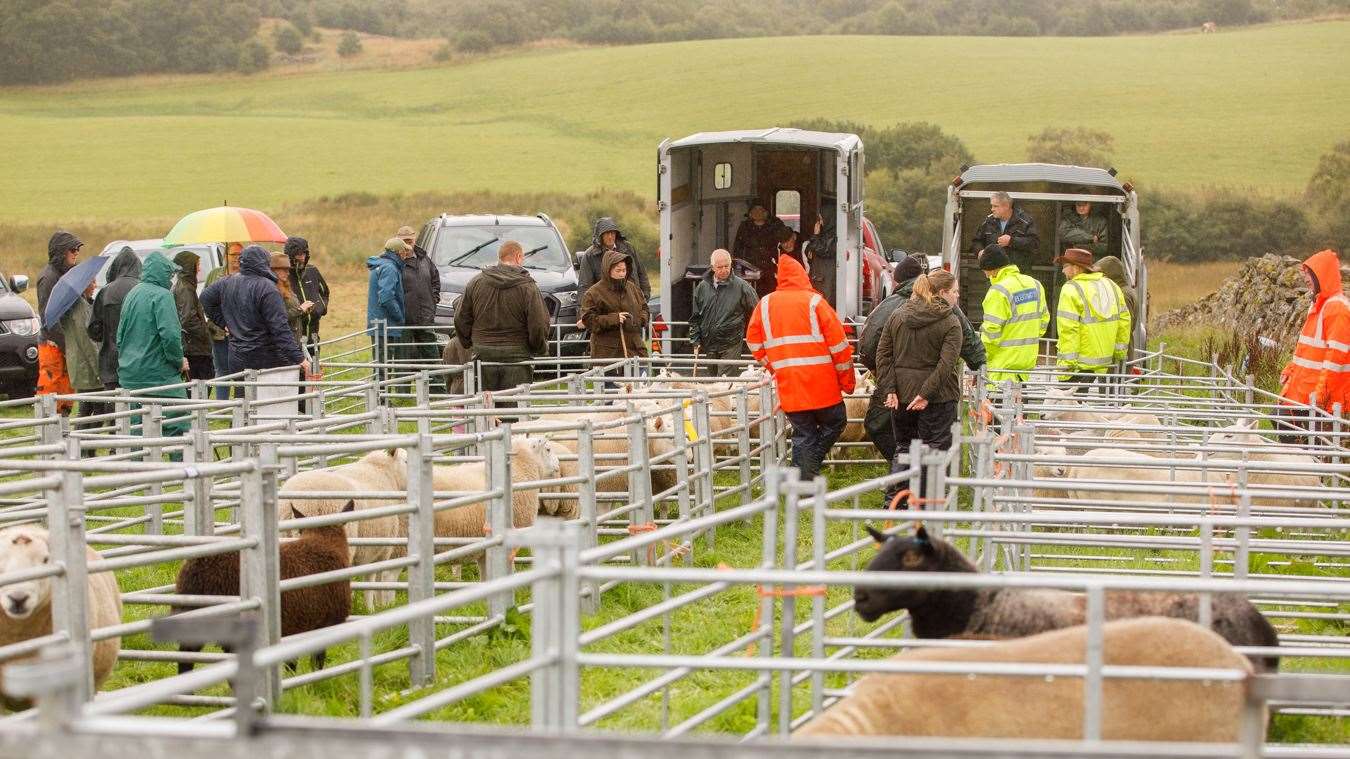 Members of the public were able to wander round the sheep pens. Picture: Rachel Murray Photography