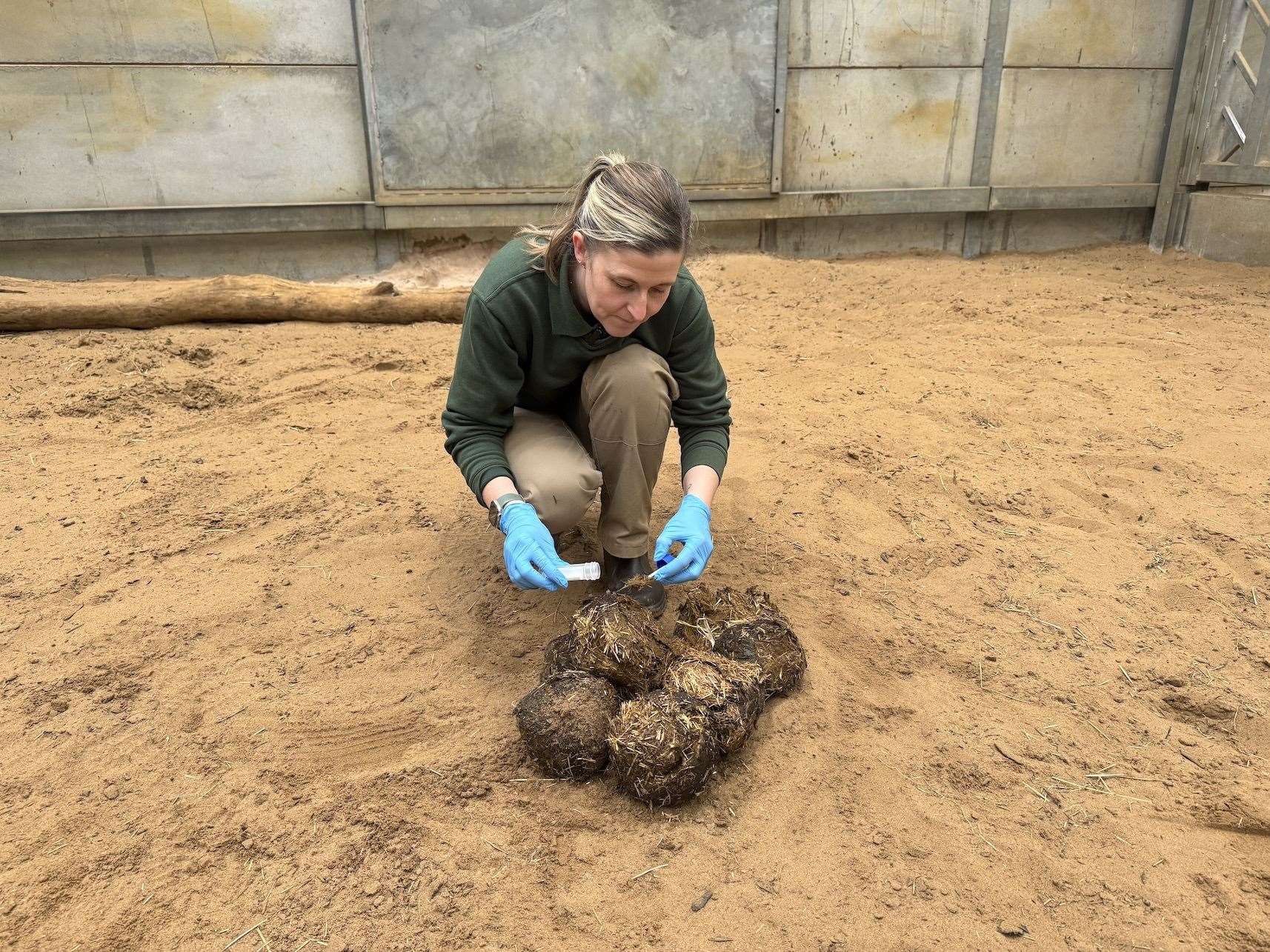 Charlotte Pennie, deputy section manager at Blackpool Zoo, collecting a sample of elephant dung (Blackpool Zoo/PA)
