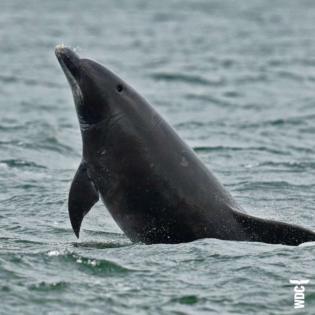 A WDC spokesperson said Mischief "certainly lived up to his fabulous name and reputation as he roamed the seas." Pictures by Charlie Phillips, Whale and Dolphin Conservation.