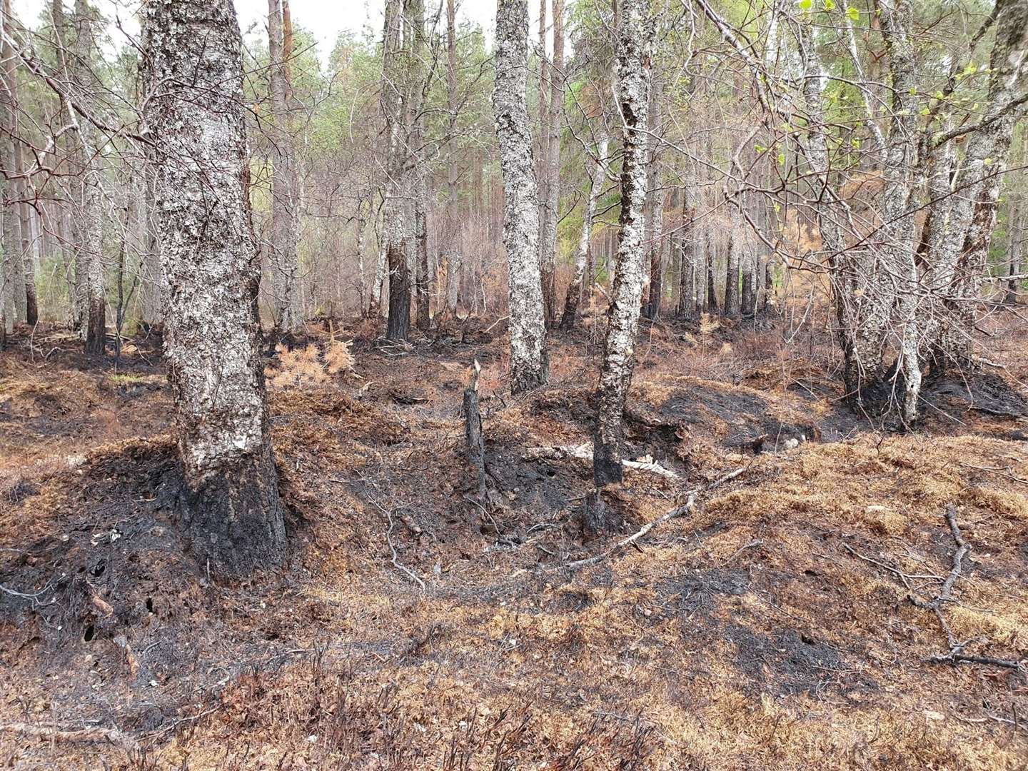 Trees scorched by fire in the Cairngorms National Park. Picture: Vicky Hilton.