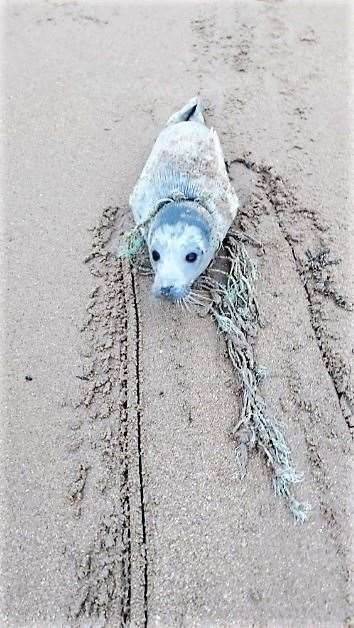 Seal caught in net at Dunbar.
