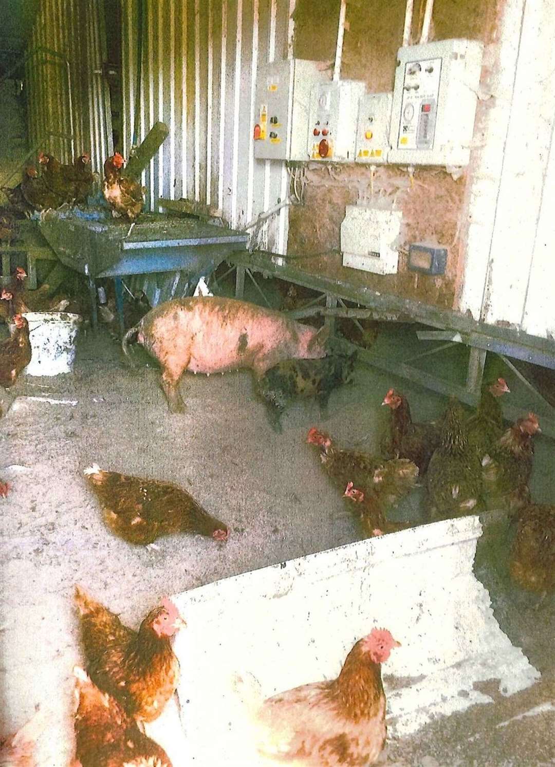 Pigs were allowed access to the chicken barns, causing further devastation. Picture: Crown Office