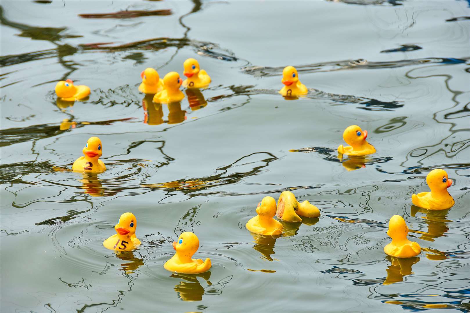 The duck race starts from 12.30pm at Brora Bridge on Sunday.