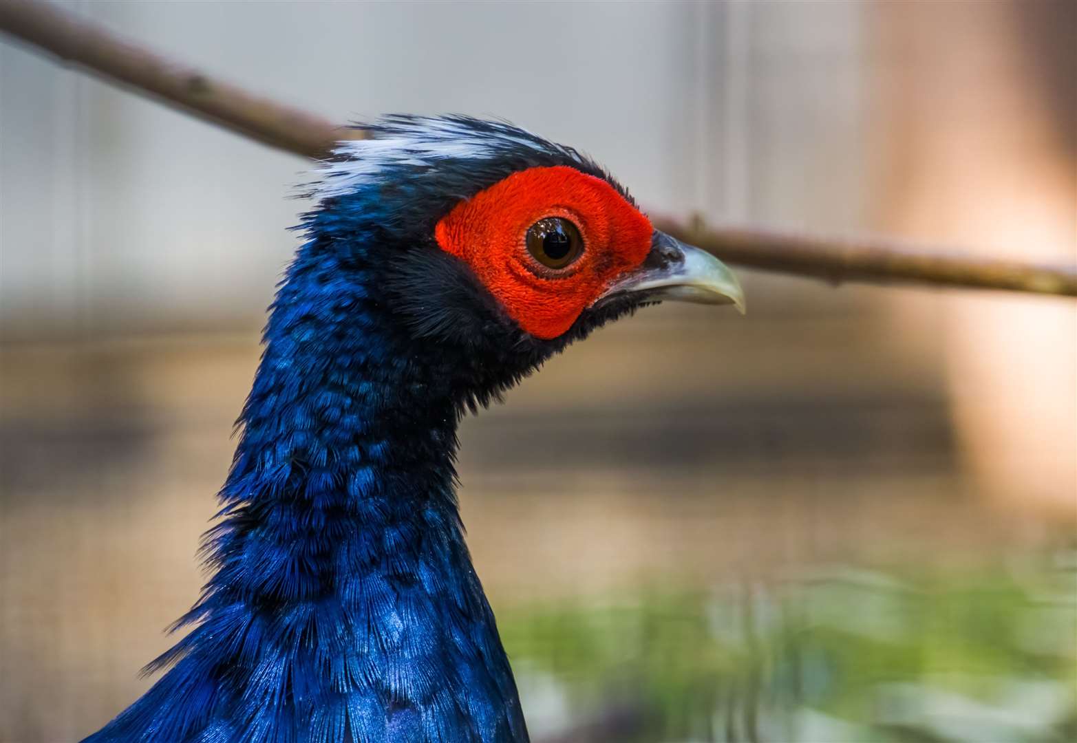 A male Edward's pheasant. Native to the lowland forests of central Vietnam, the bird was always extremely rare, but loss of its forest habitat, poaching and defoliation during the Vietnam war has resulted in no sightings of wild nbirds since the year 2000.