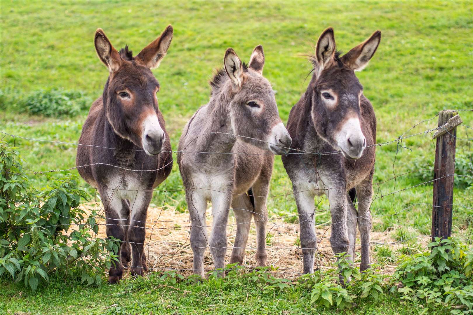 Donkeys play a significant part in biblical stories.