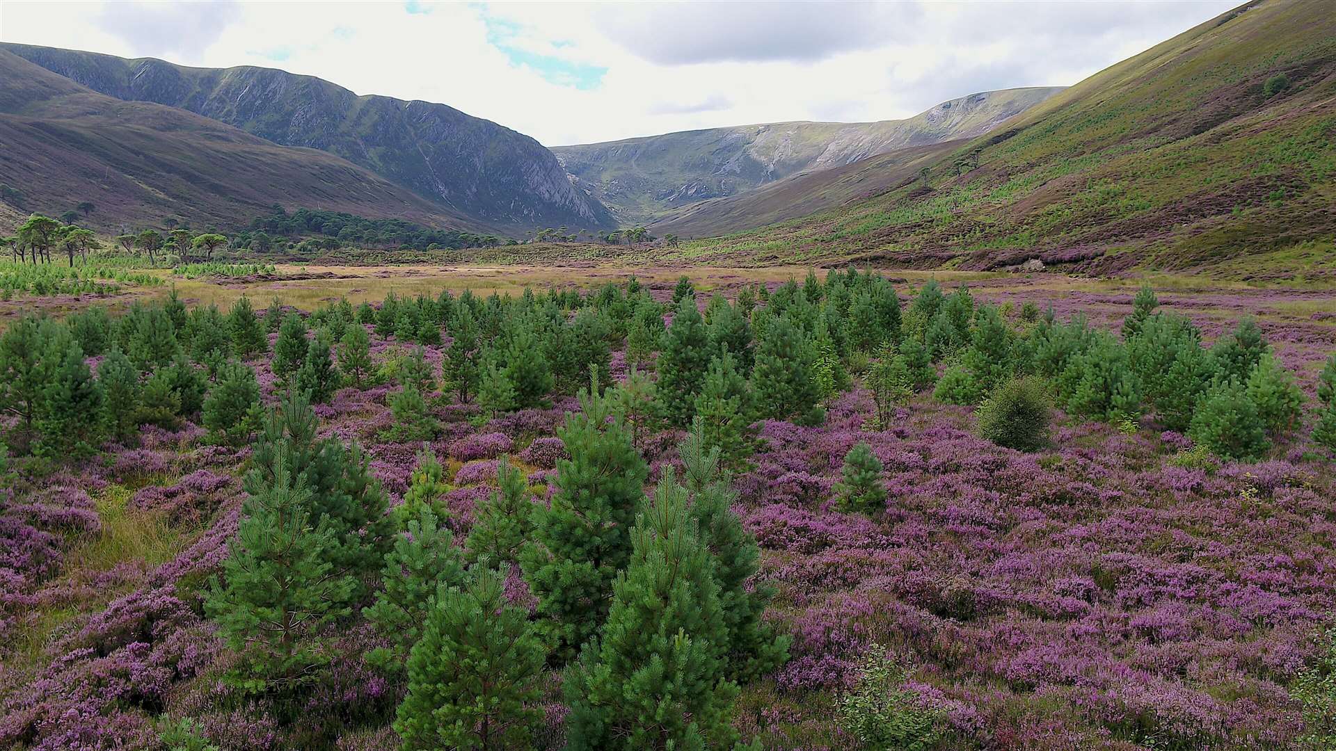 NatureScot say the area is 'thriving' and forest area has expanded 'massively'. Photo: Norman Strachan