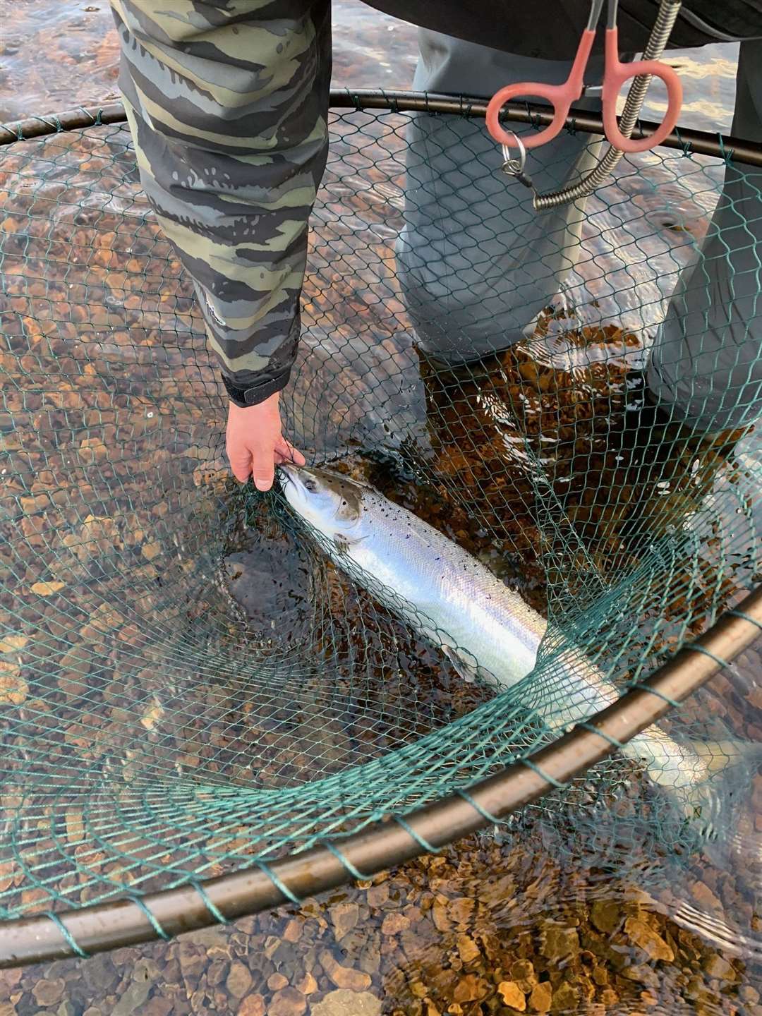 A spring salmon about to be released.