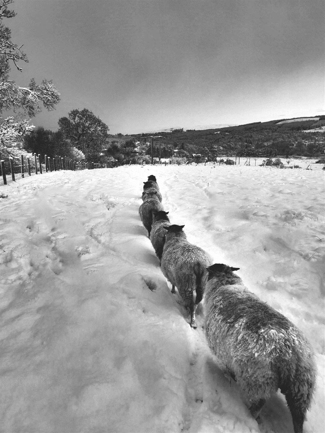 Jan Charge's Pathfinder, which came second in the monochrome category, told a winter story of farming and the common sense approach of sheep. Like all good monochrome images, it had an excellent tonal range from black to white with details in the snow that can so easily be lost.