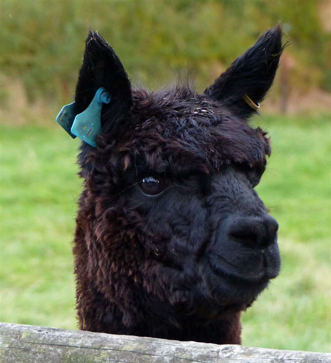 Geronimo is a six-year-old stud Alpaca imported from New Zealand (Helen Macdonald/PA)