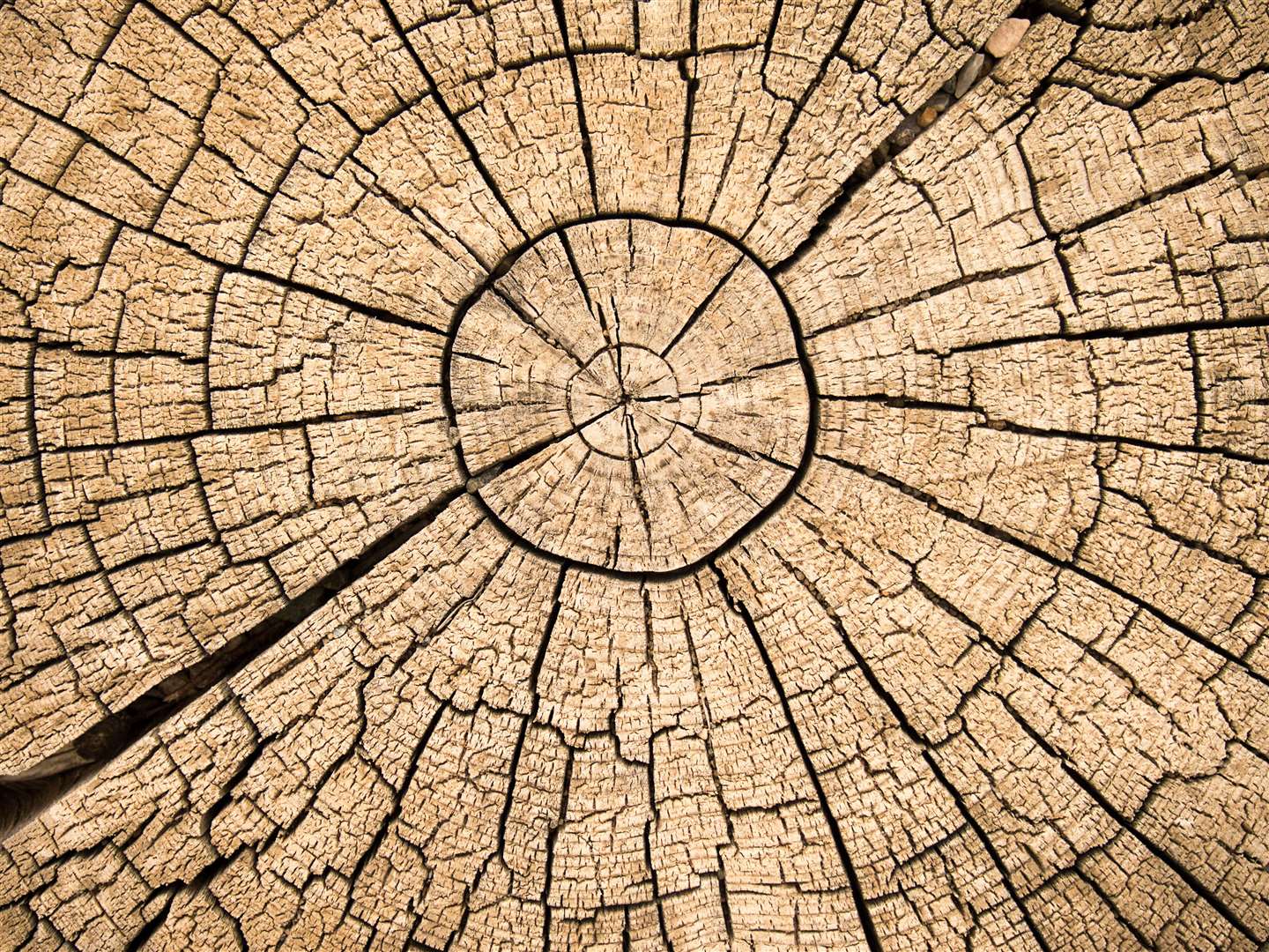 Ancient tree rings provided clues to the celestial event (Alamy/PA)