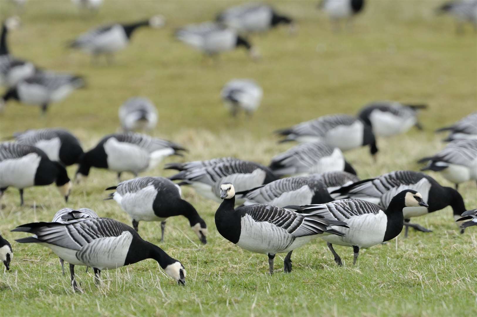 Barnacle geese (Branta leucopsis) are amongst those now being monitored. Picture: Lorne Gill.