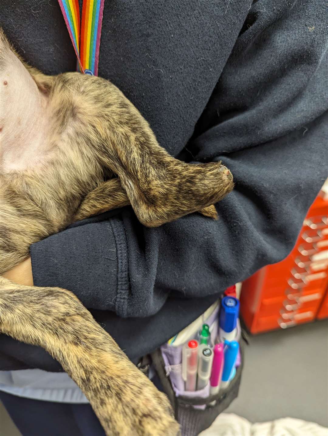 The puppy is believed to have a deformity and is missing a paw and part of his rear leg (RSPCA/PA)