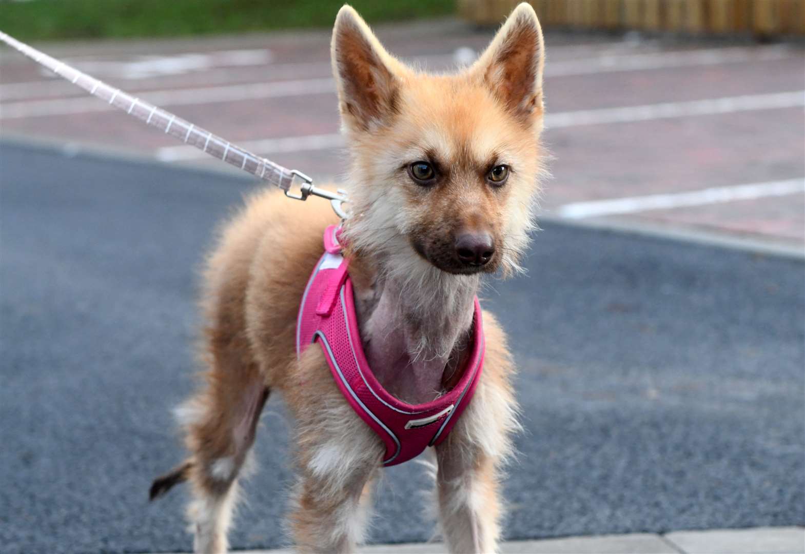 Foxy-looking dwarf German shepherd Bella melts hearts as she finds forever  home after stay at Munlochy Animal Aid shelter on Black Isle