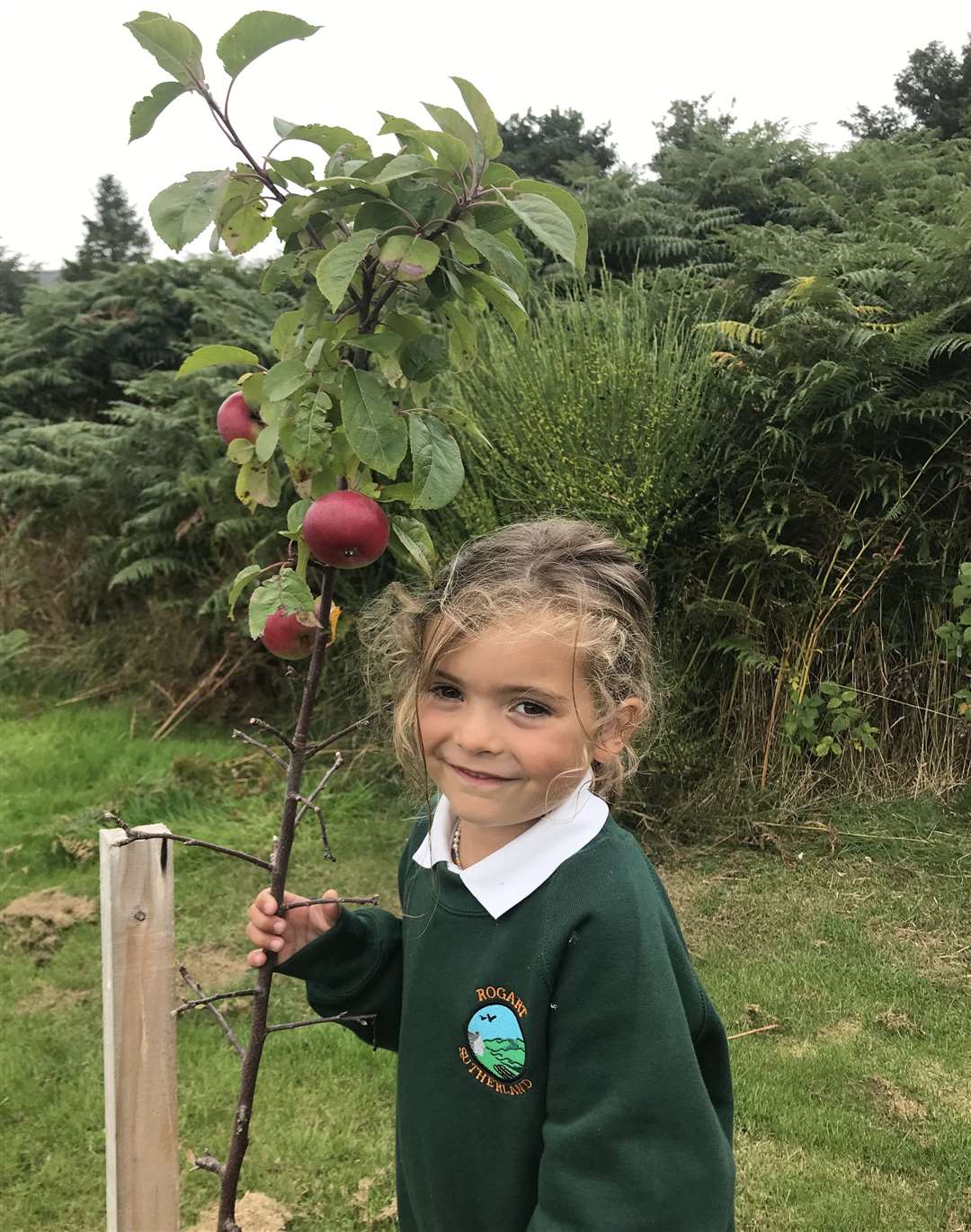 Mia Kidd, Primary 1, with the first apples from Rogart's new school orchard, established with help from Planet Sutherland