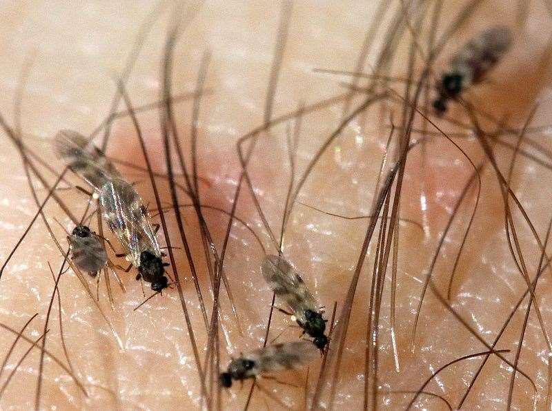 July was so hot and dry, it was the worst possible weather for midges.