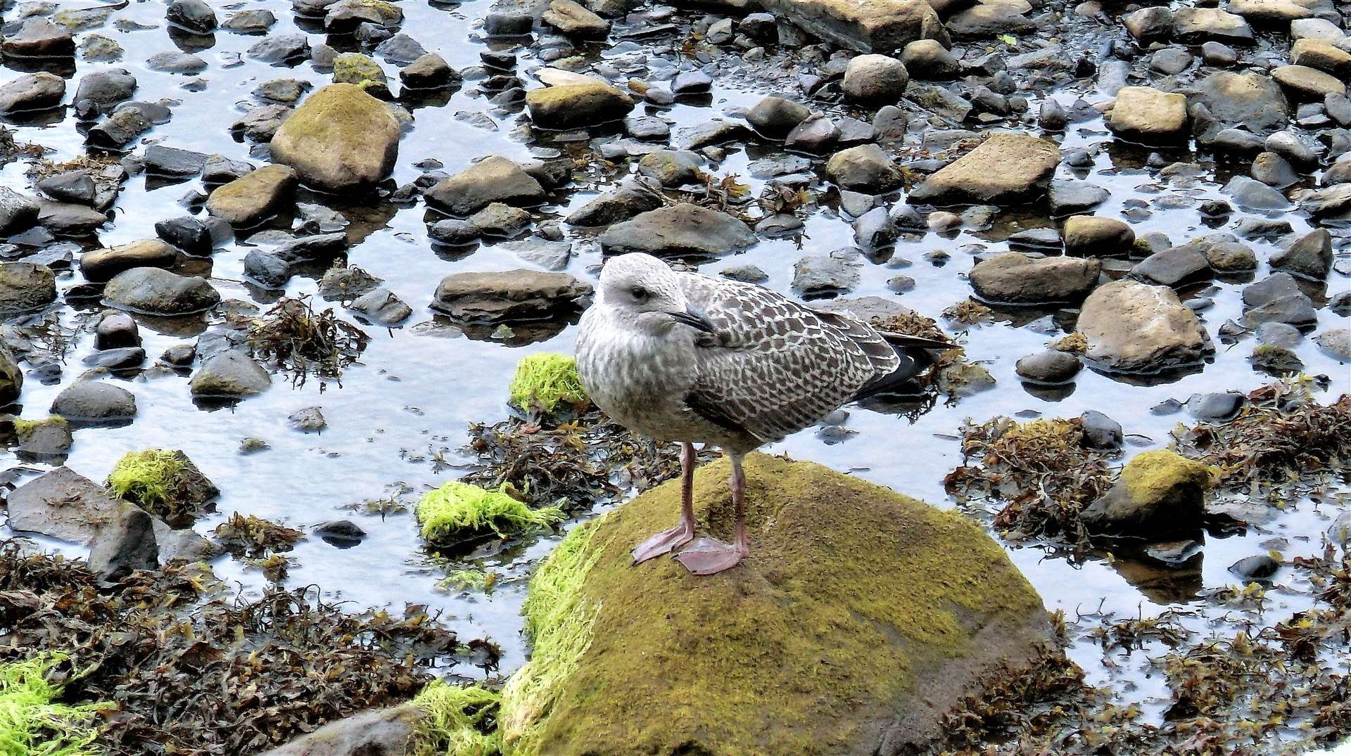 A young gull with Wick River at a very low level. Picture: DGS