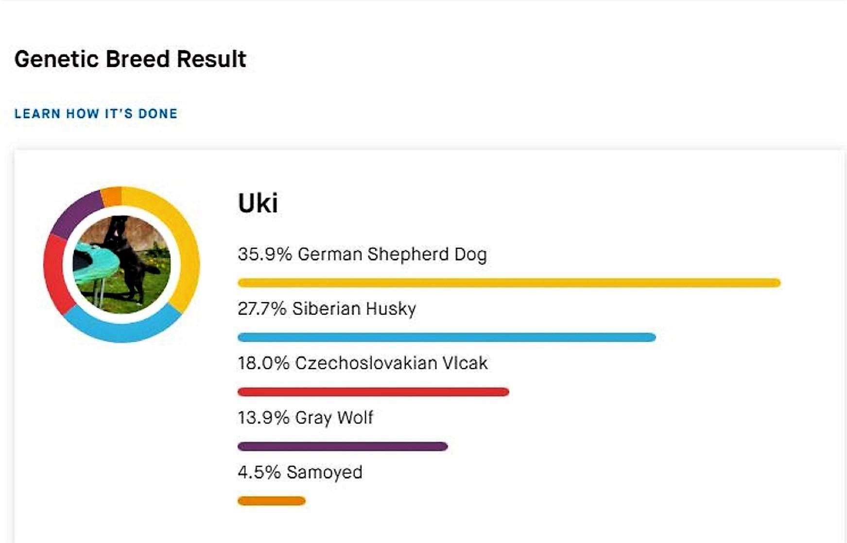 Uki's DNA test results show 18% Czechoslovakian Vlcak, which contains wolf genes, and 13.9% Gray Wolf.  Lynn says testing company Embark says this gives an overall score of 18% for the wolf.