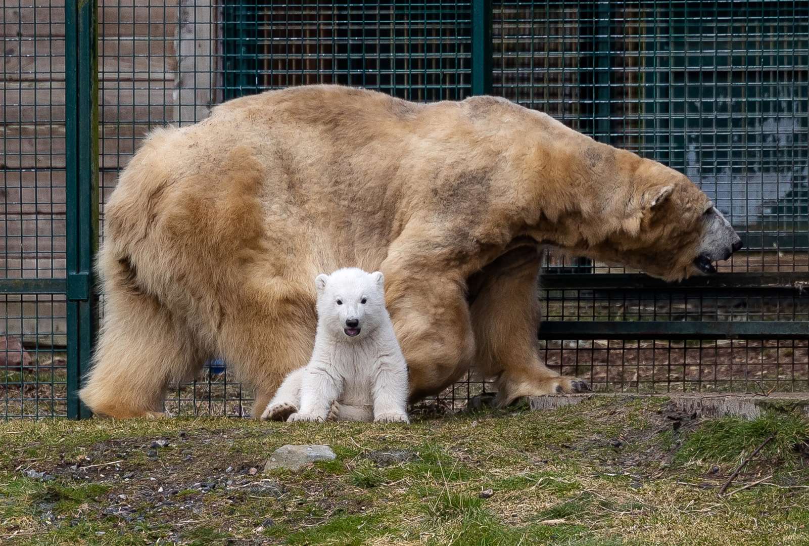 Polar bear cub Brodie explores his enclosure at the Highland Wildlife Park near Aviemore in the Highlands with his mother Victoria (Paul Campbell/PA)