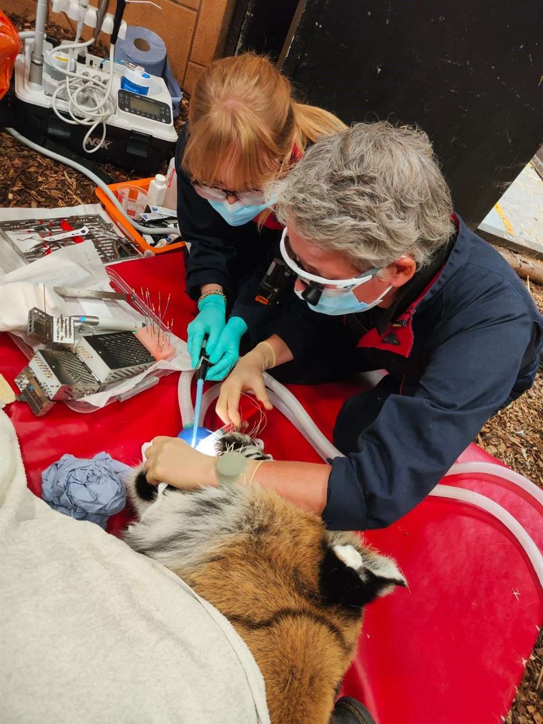 Vets carry out root canal surgery on Amur tiger Bagai (Marwell Zoo/PA)