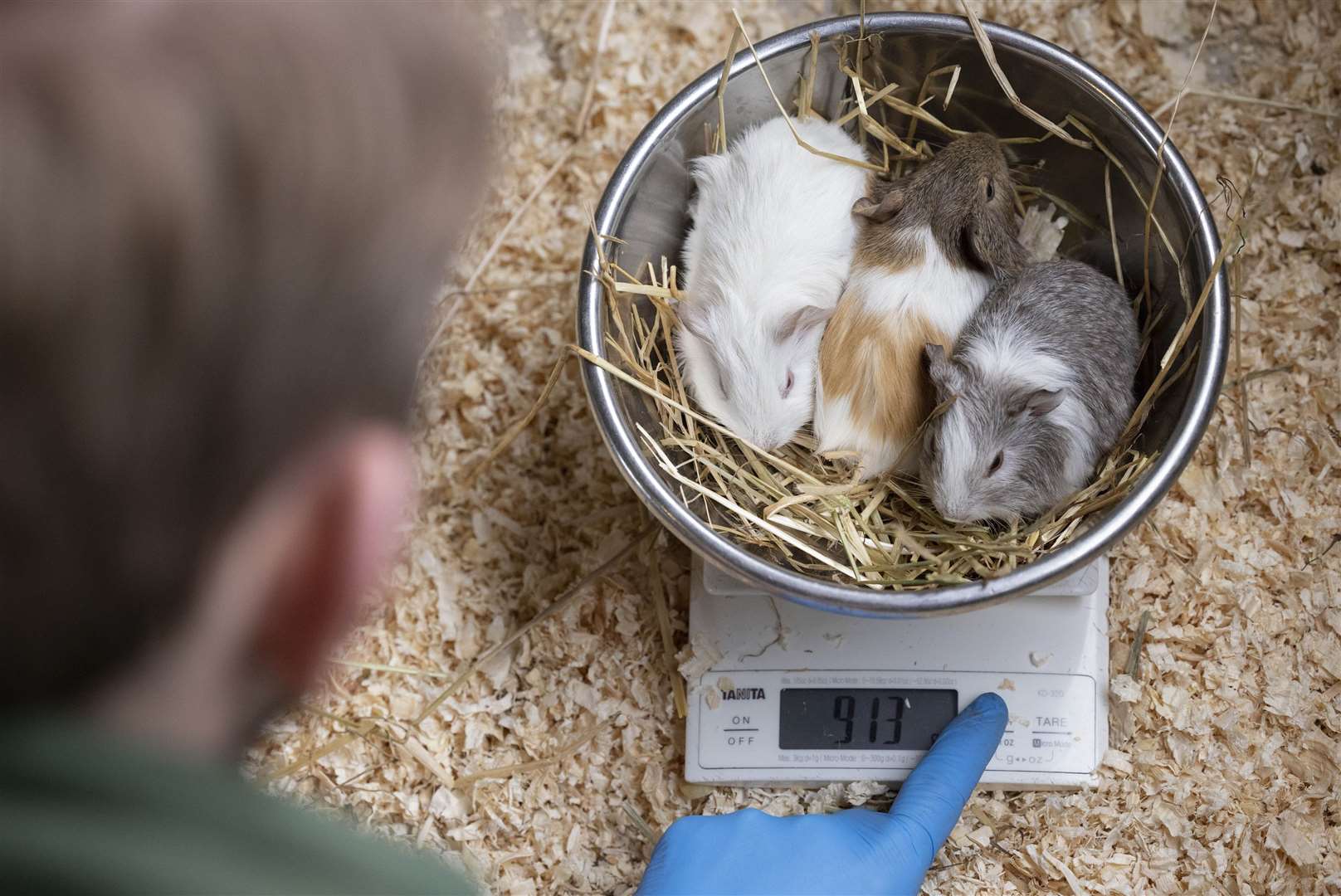 Guinea pigs are weighed during the annual animal health check at Chessington World of Adventures Resort in Surrey (Matt Alexander/PA)